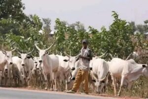 Fulani herder